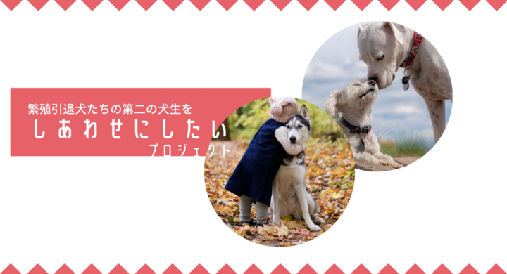 繁殖引退犬たちの 第二の犬生をしあわせにしたい プロジェクトの クラウドファンディングを5月14日より開始しました Croproのプレスリリース 繁殖引退犬たちの 第二の犬生をしあわせにしたい プロジェクトの クラウドファンディングを5月14日より開始しました Croproのプレスリリース