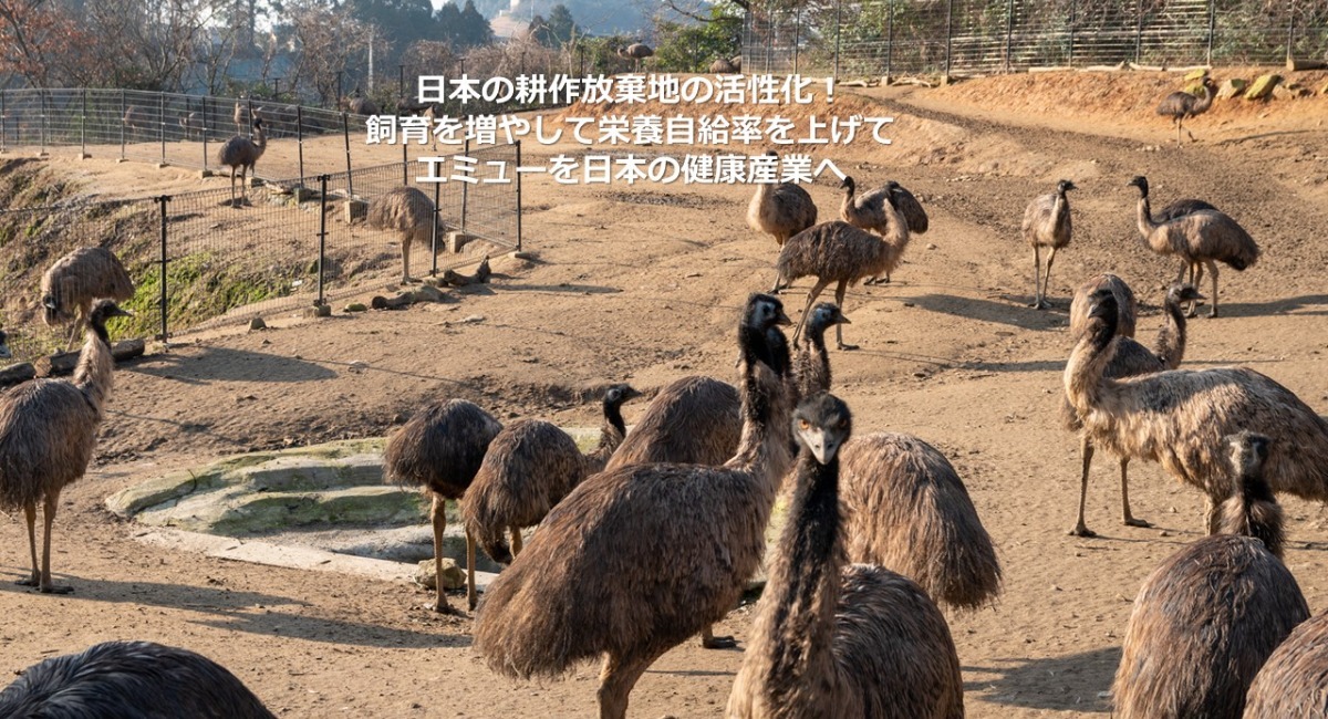 エミューを飼育して日本の耕作放棄地を助けたい。エミュー飼育施設を