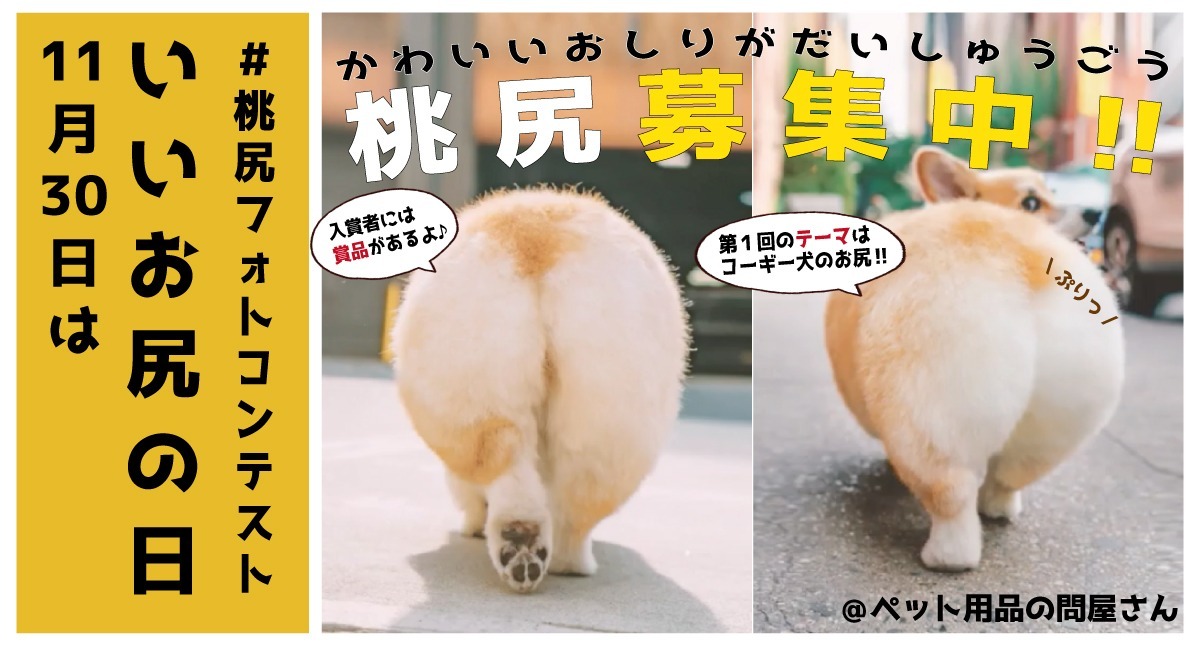 11月30日は いいお尻の日 コーギー犬の可愛いお尻が大集合 桃尻フォトコンテスト を開催 株式会社ヤマノのプレスリリース