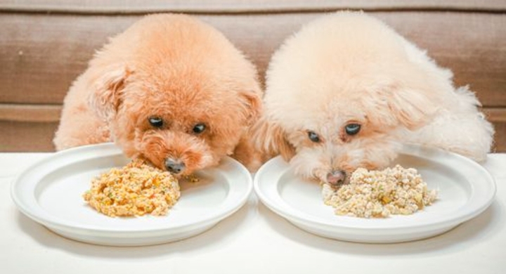 トイプードル専用手作りごはん うちのトイプー 販売開始 株式会社アムーブのプレスリリース トイプードル専用手作りごはん うちのトイプー 販売開始 株式会社アムーブのプレスリリース