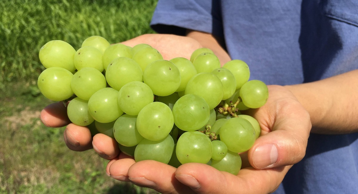 アイキャッチ画像