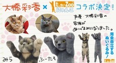 ロックバンドSOPHIA黒柳能生×「すわっちぃZooにゃんこ」がコラボ