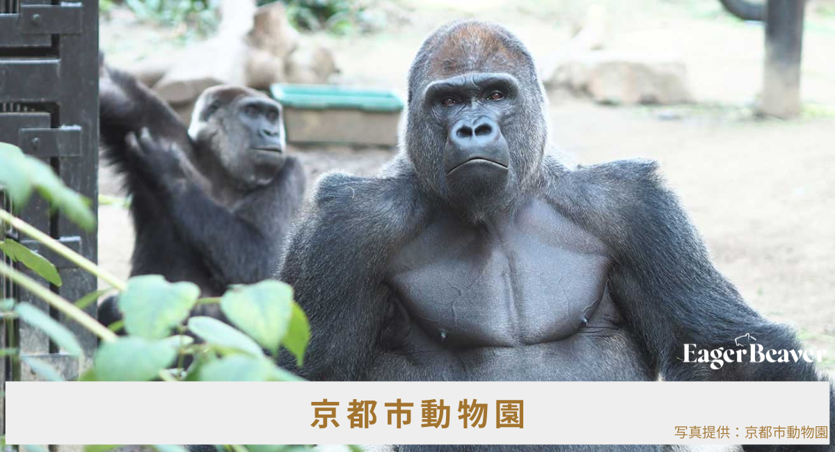 京都市動物園×大学生発チャリティーブランド「EAGER BEAVER」、8月24日より期間限定コラボ商品を販売　売上の一部を京都市動物園へ寄付