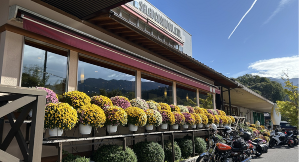 【岐阜県中津川市】秋の風物詩「ちこり村 菊まつり」2026年も開催!展示後は菊の鉢植えプレゼントも